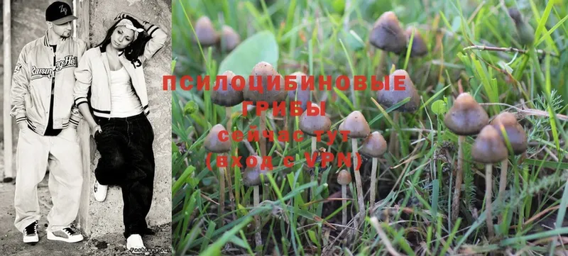 закладка  Заволжск  Галлюциногенные грибы Magic Shrooms 